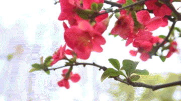 海棠,正是盛花期,大红的色调,热情似火的欢迎游人,特别是成片的海棠林